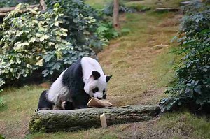 Are Giant Pandas Smart? (5 Reasons Why) – BestofPanda