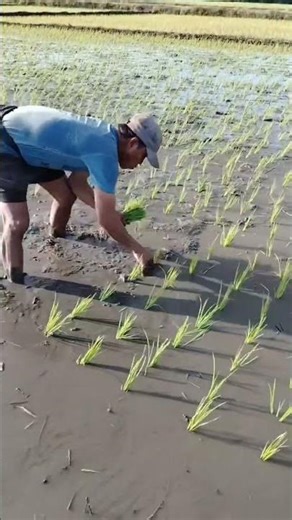 Process and techniques for planting rice manually. #shorts