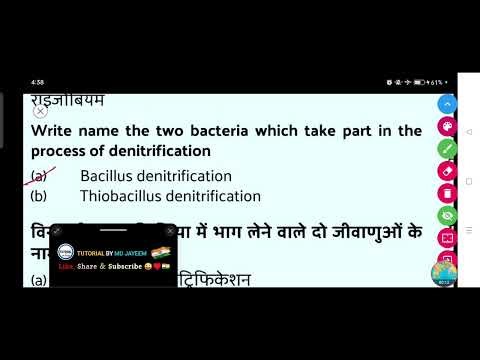 Write name the two bacteria which take part in the process of denitrification.