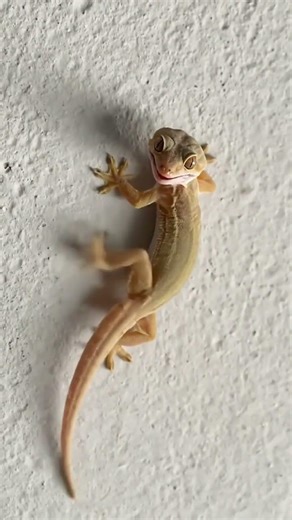 Lizard trending dance | #lizard #gecko #টিকটিকি #tiktiki #shorts