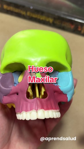 Todo sobre el Hueso Maxilar: Anatomía y Funciones