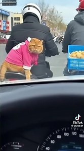 Cocomelon Viral Kids Songs Compilation