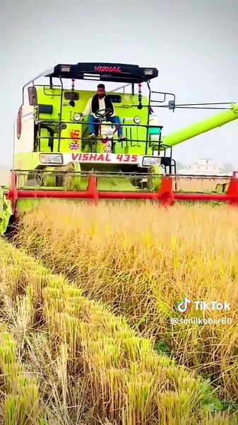 Combine Harvester in Action: Wheat Field Operations