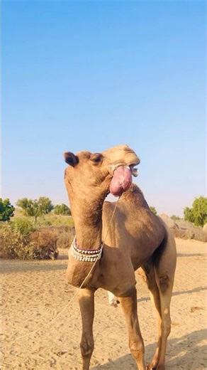 Crazy Camel Tongue Sounds #shorts