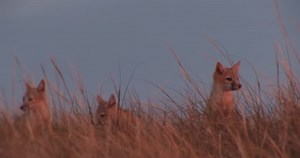 Why the swift fox is one of the most mysterious canids on Earth