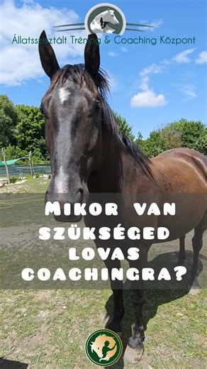 10K views · 114 reactions | Lovasok.hu on Reels | Facebook