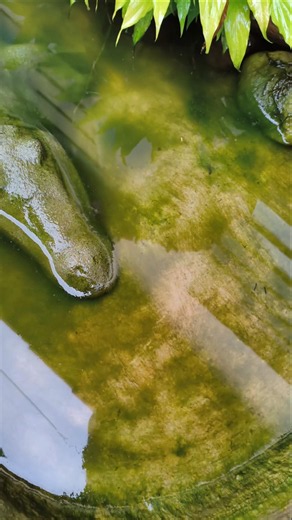 Pond diary, 06/04, maintenance and cleaning day