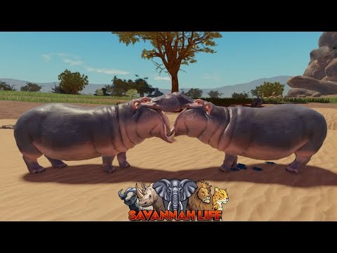 Hippos Fightning Over Territory in Savannah Life! | ROBLOX Savannah Life