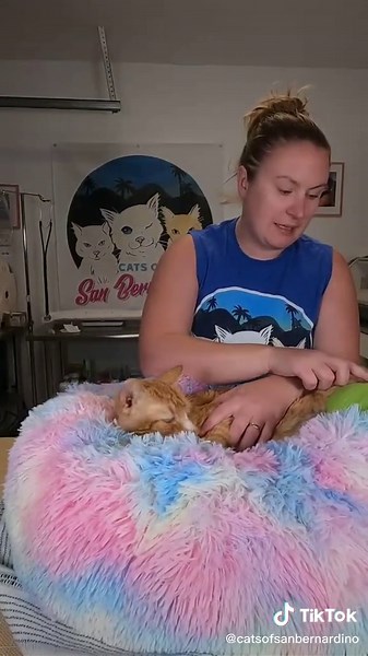 Osseus the Cat's Broken Leg Update: Amputation Surgery Scheduled