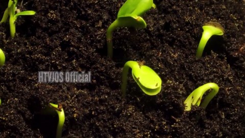 25 Calliope Dark Red Geranium Seeds, Pelargonium for Garden & Containers - Etsy