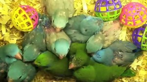 Colorful Parrotlet Babies Being Hand-Fed - Parrotletbirds