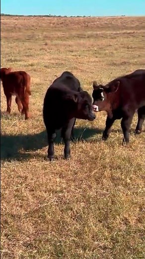 33 Angus - Cow and Calf Pairs For Sale