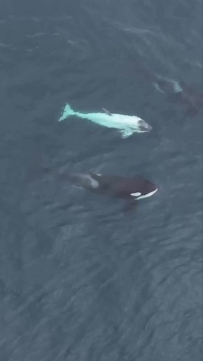 Check out this albino Orca spotted in California by Newport Coastal adventure!! #learn #connect #defend | OCEAN DEFENDER - Hawaii