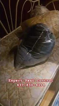 How I Apply Aprehend® in Cracks & Crevices for Bed Bug Control#bedbugtreatment #expertpestcontrol