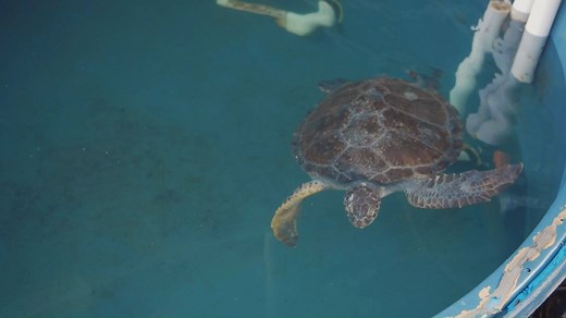 Here at SEA LIFE, conservation is at the heart of everything we do. We have established breeding and rescue programs across our aquariums to help the creatures that live above and beneath the surface. To learn more about the work zoos and aquariums are doing in the wild, check out the new film Escape From Extinction. Find out more: http://bit.ly/3jDzSta | SEA LIFE Sydney Aquarium