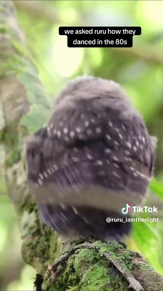 80s Dance Moves of Ruru, the New Zealand Owl | Forest & Bird Youth