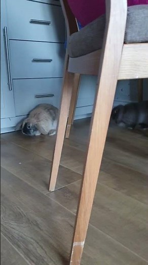 Male rabbits humping (they havent been neutered or spayed yet!!! They will be soon.)