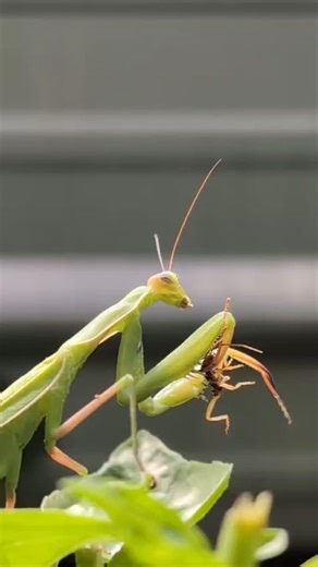 . Take control of your food supply. Did you know you can grow year round with very low input costs to heat your Greenhouse in Canada. . Contact us today for your personal greenhouse tour (Canadians only) . . . #greenhouseinthesnowcanada #greenhouse #bug | Greenhouse In The Snow Canada | Facebook