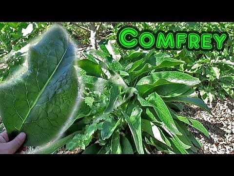 11 Reasons To Grow Comfrey In Your Garden!