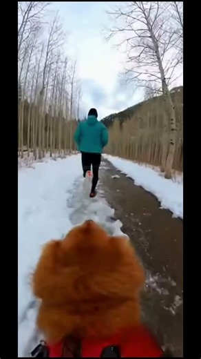 Dog adventures #dog #goprohero9 #running