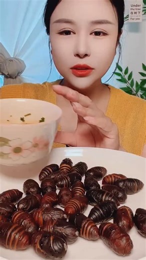 Anna Show on Instagram: "Those are palm weevil larvae (scientific name: Rhynchophorus species), commonly called sago worms or palm grubs. Here’s a detailed but simple explanation: What they are They are the larval stage of a large palm weevil beetle. They grow inside palm tree trunks, feeding on soft palm tissue. Their thick, segmented bodies store a lot of fat and nutrients. Where they are found Common in Southeast Asia, Papua New Guinea, parts of Africa, and South America. Often harvested from