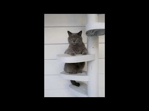 Monkee Tree - The Scalable Cat Climbing Ladder - 3 Branch Kit
