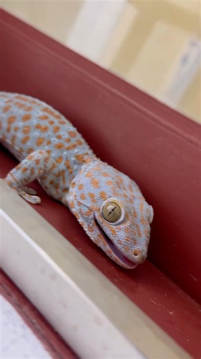 Asian House Gecko Sound – Loud Night Calls! ‪@pineapple8586‬