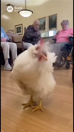 Chicken explodes