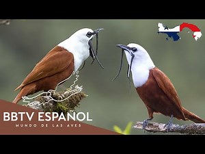 Birds of Panama | The Most Beautiful Birds of Panama You've Never Seen | BBTV Spanish