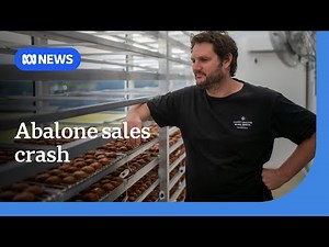 Abalone farms close under pressure from Chinese market | ABC News