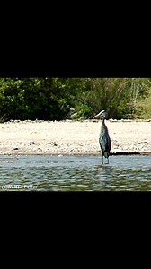 Mojave Desert on Reels
