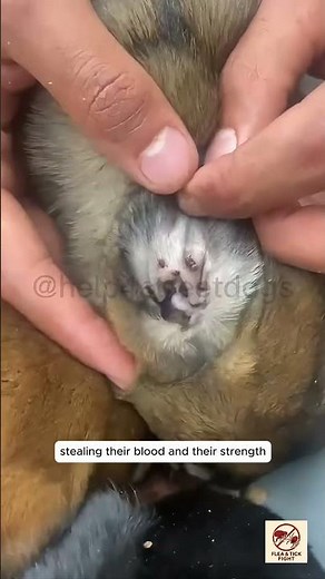 "Puppies Covered in Giant Ticks | Heartbreaking Tick Removal Rescue"