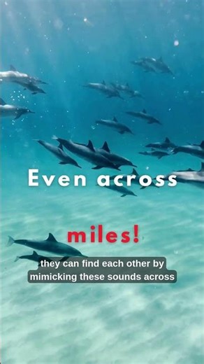 Dolphins Have Names for Each Other?! 🐬💬 | Factual Fangs