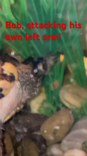 My Turtle Locked Up Again… He Won’t Let Go!