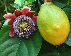 Passiflora Alata | Winged-stem Passion Flower | 5 Seeds - Etsy