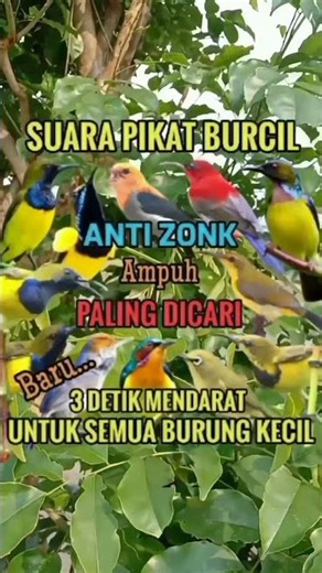 SUARA PIKAT BURCIL UNTUK SEMUA JENIS#shorts #pikatburung #birds #suarapikat #sogon #mp3 #prenjak