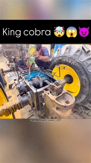 ✨🔗जय श्री सवारियां सेठ 🫀✨ on Instagram: "King Cobra Old To Gold 😍👍🏻 || दो टूर्नामेंट में चलेगा #guruveer #nishudaswal#real_farming_world_rj27 #kingcobra 😈 @real_farming_world_rj27"