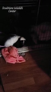 18K views · 422 reactions | *Turn up volume* Ever hear a skunk...