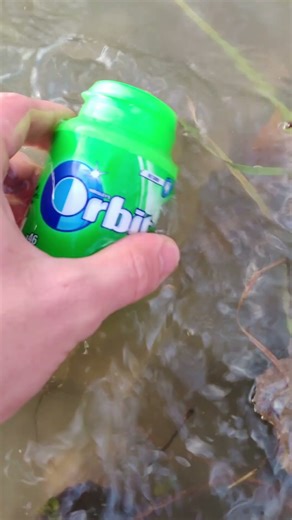 Survival bushcraft skills #bushcraft #survival #camping #outdoors #forest #cooking