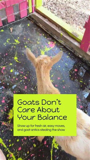 Goat Yoga First Time: What Beginners Expect