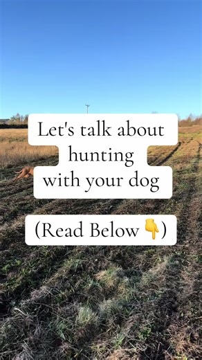 Hunting with your dog is about obedience, control and discipline. The hardest part to master is for your dog to hunt with you and not for themselves. And how do we do that? By starting with the basics, at home away from any other distractions. Things like recall, the stop whistle and direction training are all important before letting your dog run free around game or chances are they will go hunt for themselves and leave you stranded. You want to start at home and gradually increase the level of