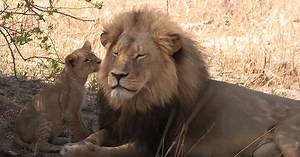 Roam Zimbabwe’s grasslands with prides of lions as you learn about the threats they face and the hope for their conservation. Lions of Zimbabwe—produced by David Conover and Compass Light Productions | Overseas Adventure Travel