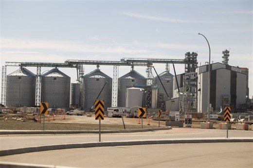 What to know as Sask. canola industry continues efforts to diversify amid Chinese tariffs