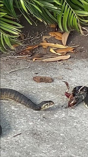 Amazing Nature || Cottonmouth Snake Eats Snake and Frog Simultaneously