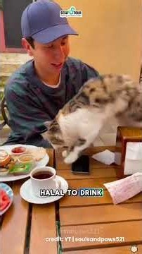 Why There’s so Many Cats in Istanbul, Turkey