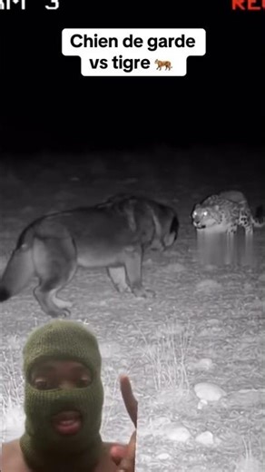 Chien de garde vs tigre des neiges