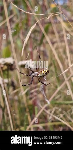 Wasp spider (Argiope bruennichi) on a web among the grass. A bright spider with a characteristic yellow and black striped abdomen in its natural habitat. A wasp spider sits on a web Stock Video Footage - Alamy