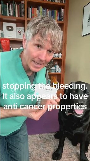 Herbal medicine that stops bleeding helping dogs with Spleen Cancer!