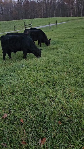 CRB Pappy's steers, cell grazing the pasture. #steers #cattle #beef #cellgrazing #feedercattle | Country Road Bidding