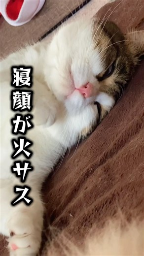 寝顔が火サス🙀😱 #ねこ動画 #猫のいる暮らし #火曜サスペンス劇場 #火サス #ねこ部 #猫好きさんと繋がりたい #ねこ #shorts